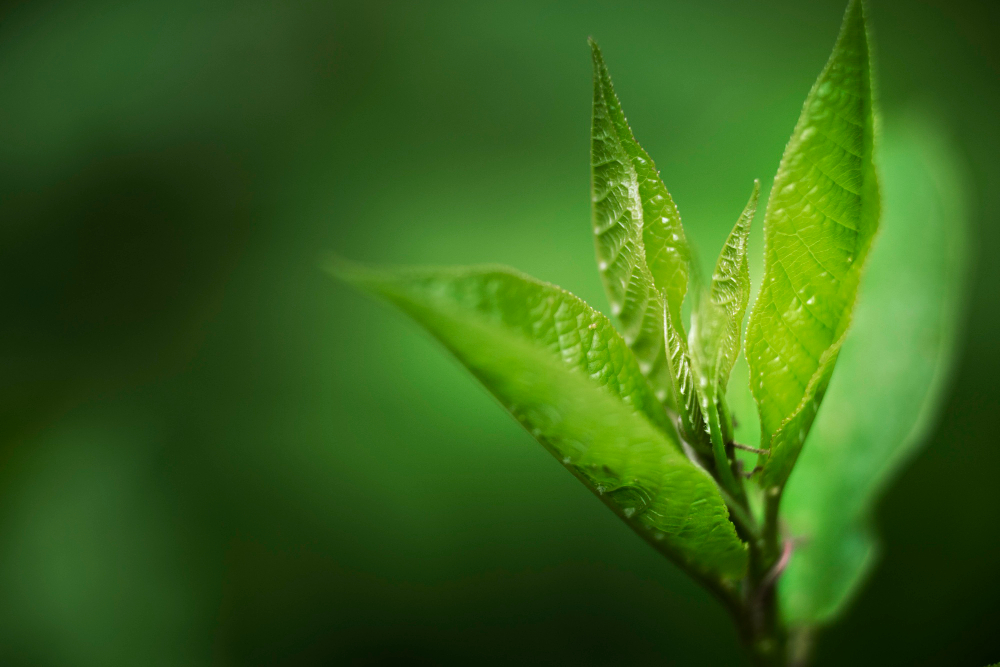 Ayurveda clinic in dubai